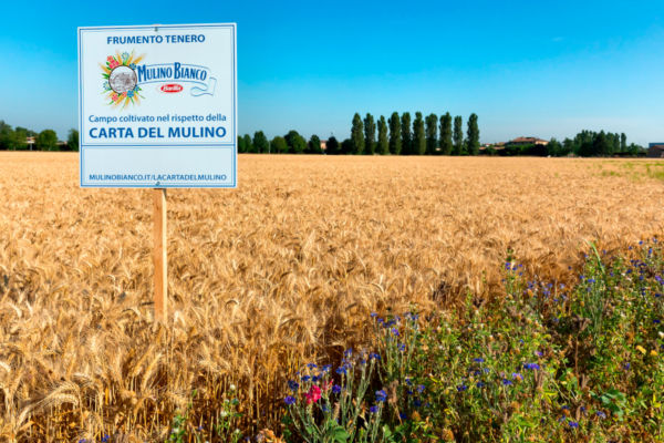 Barilla's sustainable wheat field. Mulino Bianco sign in a golden wheat field, blue sky. Commitment to sustainability.