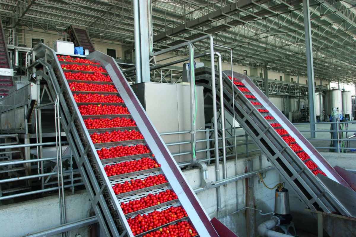 Italian tomatoes: the 2022 processing campaign kicks off