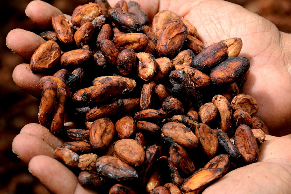 cocoa-cacao-cocoa beans-Cioccolato di Modica PGI-supply chain-raw material