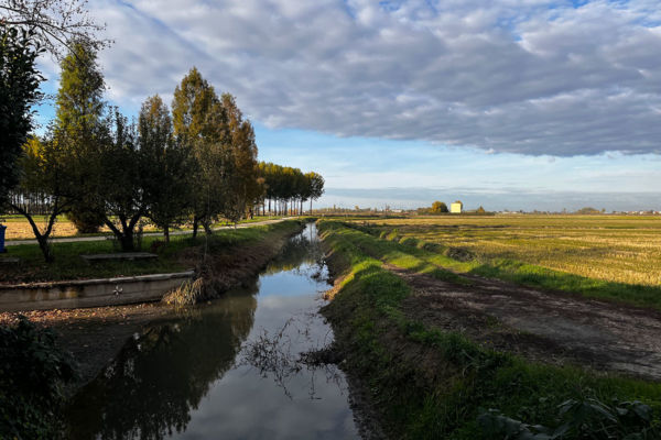 Riso Gallo rice paddy field with irrigation canal and trees. Sustainable agriculture.