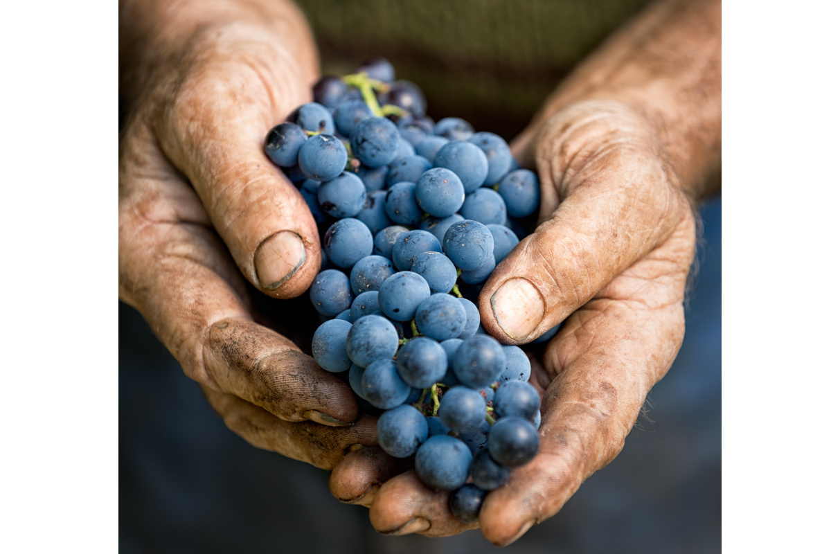 Pdo wines of Piedmont: a staple all over the world