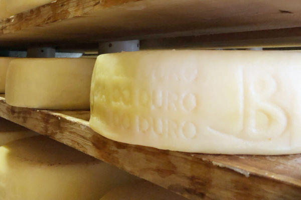 Inalpi Piedmont cheese aging on wooden shelves. Made in Italy.