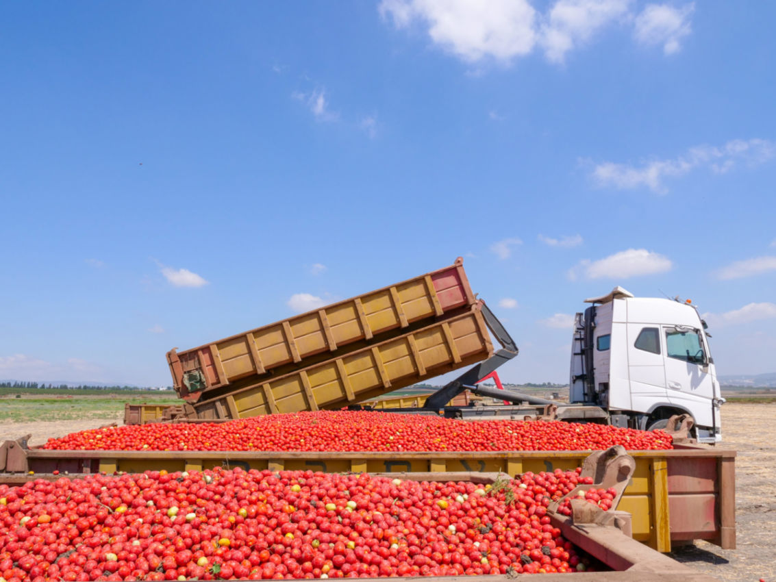 Emilia-Romagna, cradle of processed tomatoes