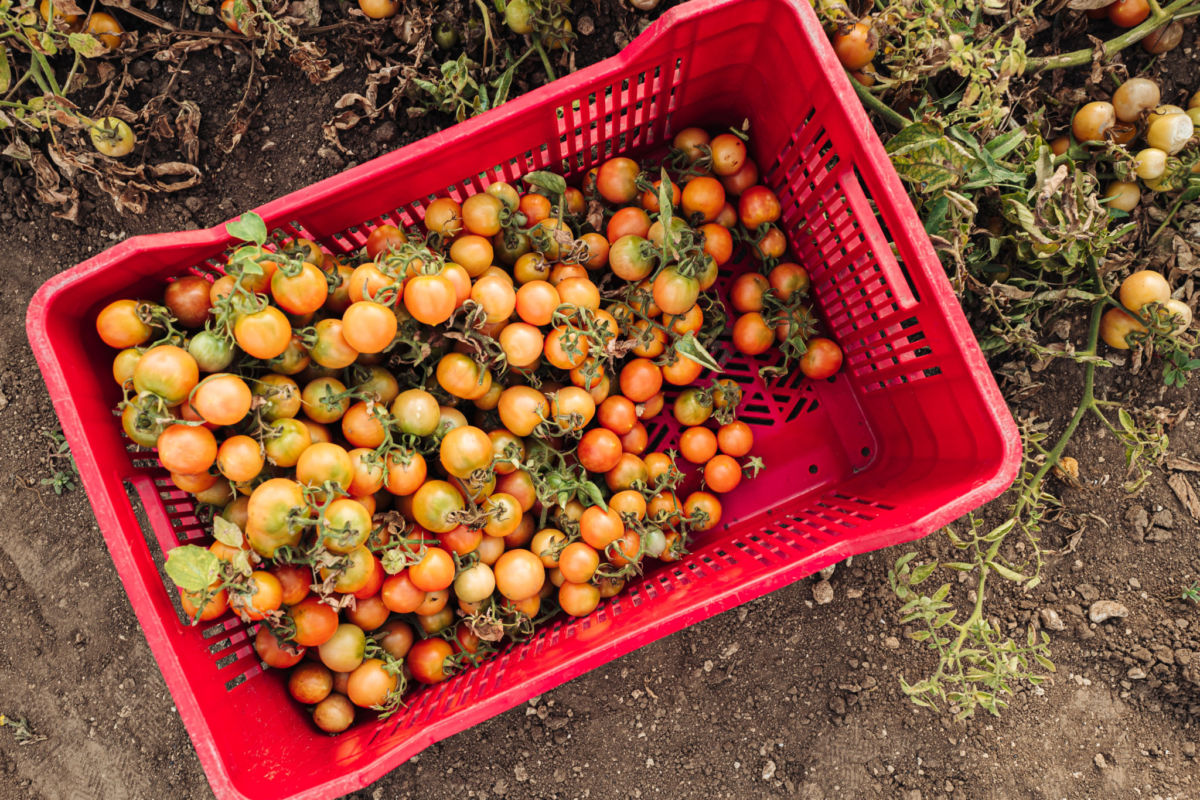 Tomato: a new entry among Puglia’s Pdos