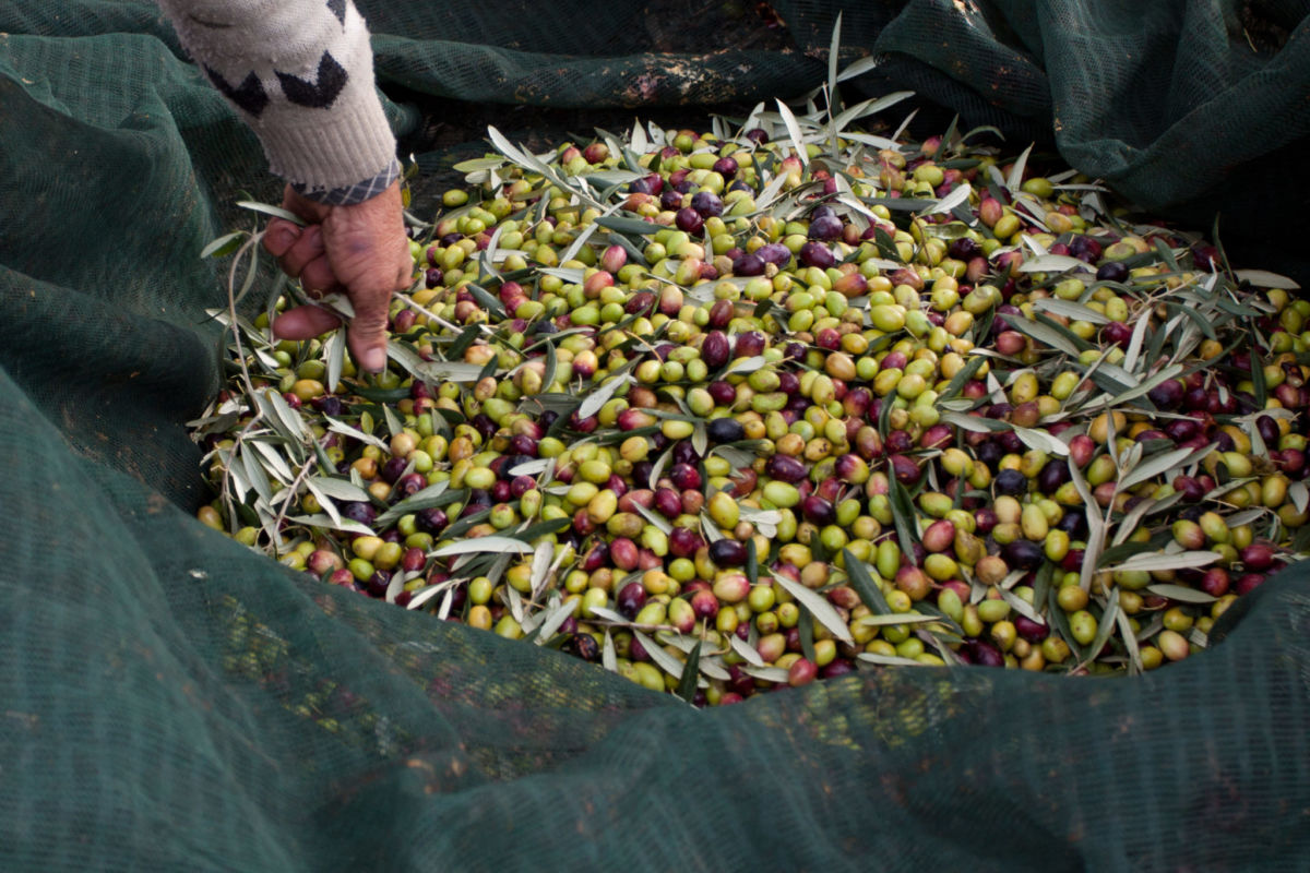 Olive oil: the Apulian gold