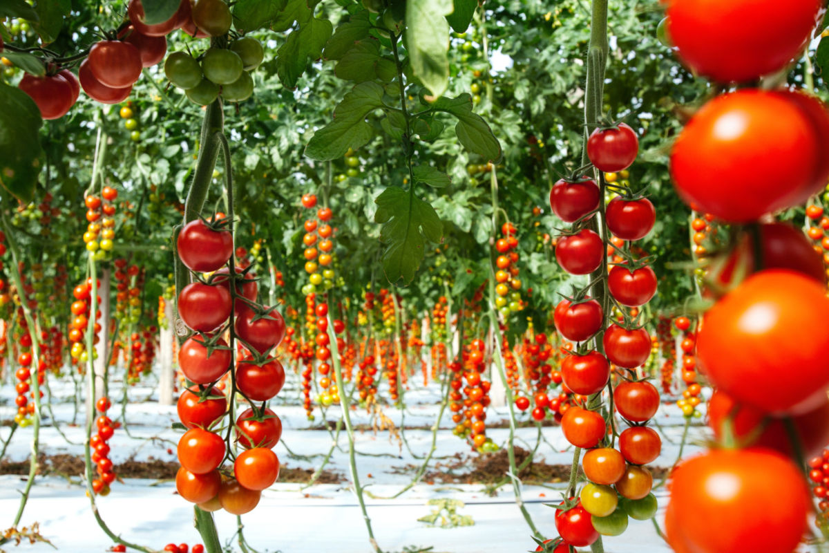 Italy’s tomato harvest campaign is set to yield an estimated production of 5.6 million tons
