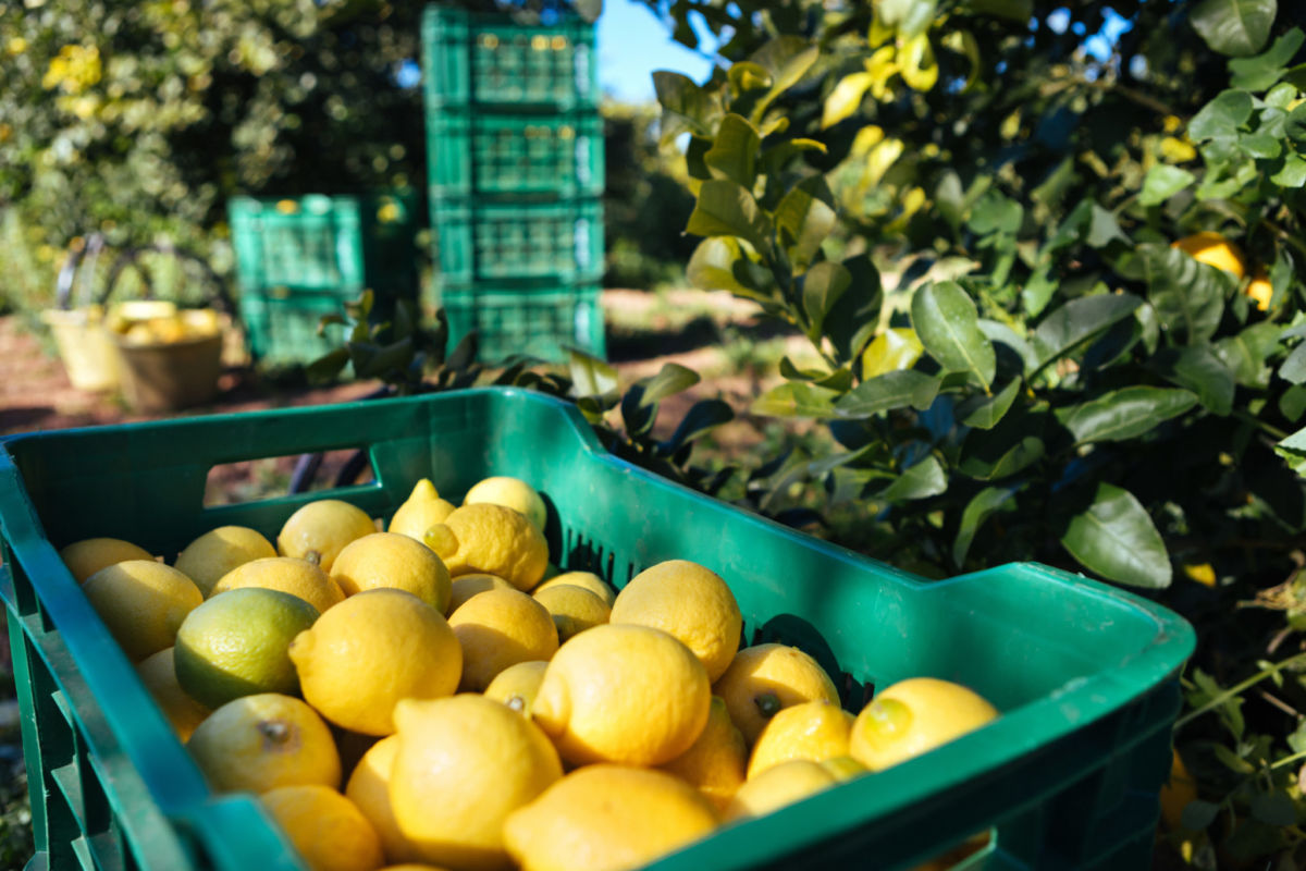 The extraordinary quality of Sicilian citrus fruits