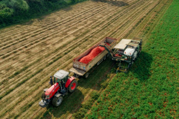 Tomato harvest. Aerial view of tractor and harvester in a tomato field. Agriculture and farming.