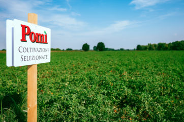 Pomi sign in a tomato field. Cultivazioni Selezionate. Pomi tomatoes growing in a field under a blue sky.